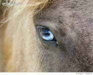 700854715 | 게티이미지코리아 | Close-Up Of Horse Eye Royalty-Free 이미지