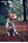 700857239 | 게티이미지코리아 | Close-Up Of Dog Sitting On Field At Forest Royalty-Free 이미지