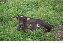 700862557 | 게티이미지코리아 | Portrait Of Cow On Field Royalty-Free 이미지