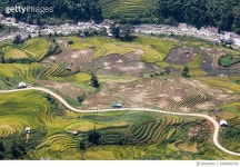 640666102 | 게티이미지코리아 | Rice terrace paddies with a winding road in North Vietnam Royalty-Free 이미지
