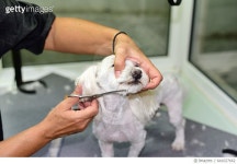 641027662 | 게티이미지코리아 | Grooming a maltese dog Royalty-Free 이미지