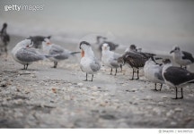 641380522 | 게티이미지코리아 | Royal Tern birds on Sanibel Island, Florida Royalty-Free 이미지