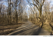 641544688 | 게티이미지코리아 | Alley in a forest in winter with beautiful day Royalty-Free 이미지