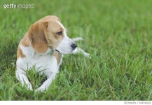 644546020 | 게티이미지코리아 | Dog lying on grass Royalty-Free 이미지