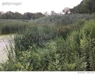 646277192 | 게티이미지코리아 | GRASSLANDS OF LEBANON, CT, USA Royalty-Free 이미지