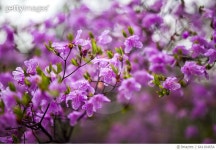 641164654 | 게티이미지코리아 | Cherry blossom at Ninna-ji Temple, Kyoto, Japan Rights-Managed 이미지