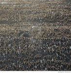 641591222 | 게티이미지코리아 | King penguins, St Andrews Bay, South Georgia Rights-Managed 이미지