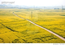 700735693 | 게티이미지코리아 | Rape fields in Luoping County, Yunnan Province, China Royalty-Free 이미지