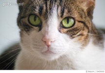 704999085 | 게티이미지코리아 | Portrait of domestic Tabby Cat Rights-Managed 이미지