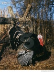 707707165 | 게티이미지코리아 | AUTUMN SCENE WITH MALE TOM... Rights-Managed 이미지