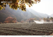 MIVA17000290 | 게티이미지코리아 | 제천 송계리 양파 물주는모습 Rights-Managed 이미지