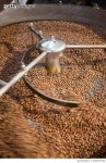 펀치드렁크 로스터리(Punchdrunk roastery) | 638047536 | 게티이미지코리아 | Freshly Roasted Coffe Beans in Cooling Tray of Coffe Roaster Royalty-Free 이미지