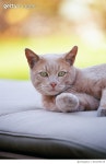 654478178 | 게티이미지코리아 | Cat Relaxing Royalty-Free 이미지