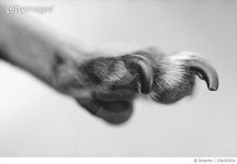654505834 | 게티이미지코리아 | Paw of a Domestic Dog Royalty-Free 이미지