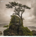 큰나무 여행(BIG TREE TOUR) | 685042465 | 게티이미지코리아 | A tree stands alone on a rocky hill top along the shores of Haida Gwaii Royalty-Free 이미지