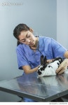 652836356 | 게티이미지코리아 | Female veterinarian examining rabbit Royalty-Free 이미지