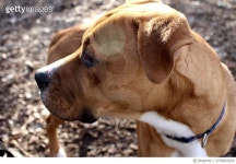 676892829 | 게티이미지코리아 | Close-Up Of Brown American Pit Bull Terrier Standing On Field Royalty-Free 이미지