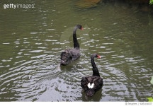 685104037 | 게티이미지코리아 | View Of Swans Swimming In Water Royalty-Free 이미지
