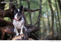 685116971 | 게티이미지코리아 | Dog In Forest Royalty-Free 이미지