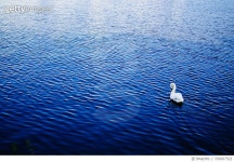 702607521 | 게티이미지코리아 | Swan Swimming On Blue Lake Royalty-Free 이미지