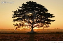 702643215 | 게티이미지코리아 | Scenic View Of Landscape At Sunset Royalty-Free 이미지