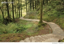702650971 | 게티이미지코리아 | Scenic View Of Winding Road Amidst Trees In Forest Royalty-Free 이미지