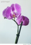 702654393 | 게티이미지코리아 | Close-Up Of Purple Flowers Blooming Against White Background Royalty-Free 이미지
