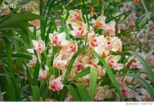 702677907 | 게티이미지코리아 | Close-Up Of Flowers Blooming In Field Royalty-Free 이미지