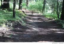 702683483 | 게티이미지코리아 | Narrow Pathway Along Trees In Forest Royalty-Free 이미지