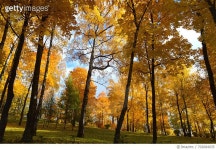 702684035 | 게티이미지코리아 | Trees In Forest During Sunset Royalty-Free 이미지