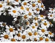 702688023 | 게티이미지코리아 | Close-Up Of White Daisy Flowers In Park Royalty-Free 이미지