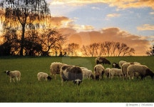 705166061 | 게티이미지코리아 | Sheep Grazing On Grassy Field Royalty-Free 이미지