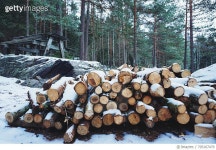705167479 | 게티이미지코리아 | Heap Of Logs On Snow Covered Field In Forest Royalty-Free 이미지