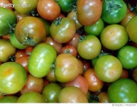 705183747 | 게티이미지코리아 | Full Frame Shot Of Green Cherry Tomatoes Royalty-Free 이미지