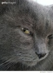 705207615 | 게티이미지코리아 | Close-Up Of Cat Royalty-Free 이미지