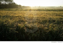 705232479 | 게티이미지코리아 | Scenic View Of Grassy Field Royalty-Free 이미지