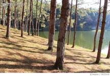 705233149 | 게티이미지코리아 | Trees Growing By Lake In Forest Royalty-Free 이미지