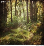 705237489 | 게티이미지코리아 | Trees In Forest Royalty-Free 이미지