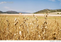 705251603 | 게티이미지코리아 | Close-Up Of Wheat Field Royalty-Free 이미지