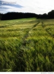 705264959 | 게티이미지코리아 | Scenic View Of Agricultural Field Against Sky Royalty-Free 이미지