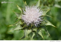 705266405 | 게티이미지코리아 | Close-Up Of Flowers Against Blurred Background Royalty-Free 이미지