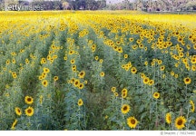 705274493 | 게티이미지코리아 | Sunflower Field Royalty-Free 이미지
