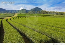 705285043 | 게티이미지코리아 | Scenic View Of Agricultural Field Against Sky Royalty-Free 이미지