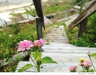 705286801 | 게티이미지코리아 | Close-Up Of Flower On Wooden Plant Royalty-Free 이미지