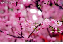 705296311 | 게티이미지코리아 | Low Angle View Of Cherry Blossom Tree Royalty-Free 이미지