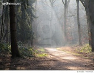 705306291 | 게티이미지코리아 | Dirt Road Passing Through Forest Royalty-Free 이미지