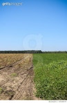 705308075 | 게티이미지코리아 | Scenic View Of Field Against Clear Sky Royalty-Free 이미지
