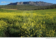 705311461 | 게티이미지코리아 | Plants Growing On Field Royalty-Free 이미지