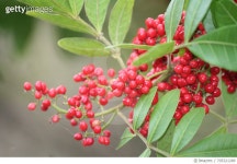 705321289 | 게티이미지코리아 | Close-Up Of Red Berries Growing On Plant Royalty-Free 이미지