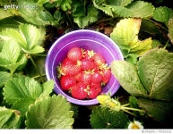 705323121 | 게티이미지코리아 | Close-Up Of Fruits On Plant Royalty-Free 이미지